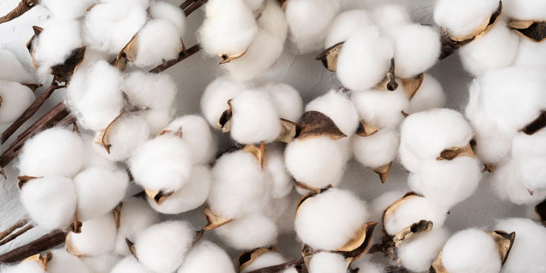 The Science Behind Combed Cotton: Why It’s a Solid Choice for Your Feet